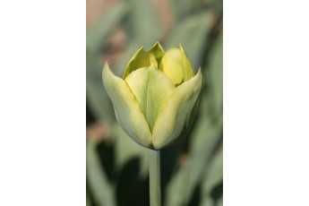 SPRING GREEN